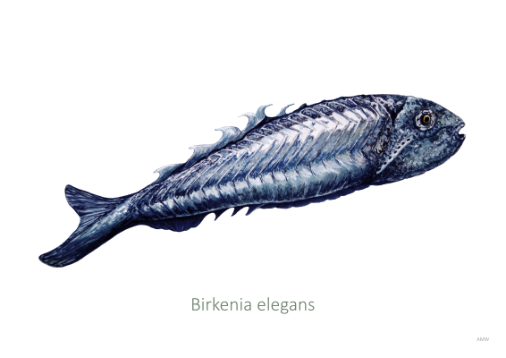 Birkenia elegans