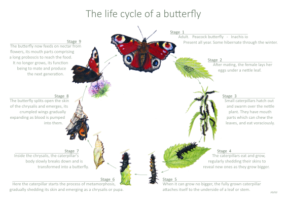 The life cycle of a butterfly