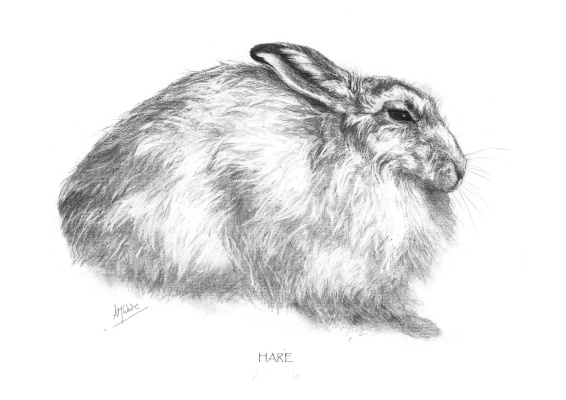 Hare