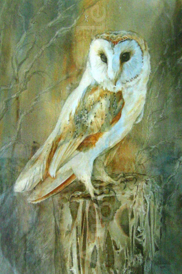 Barn Owl