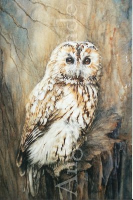 Tawny Owl